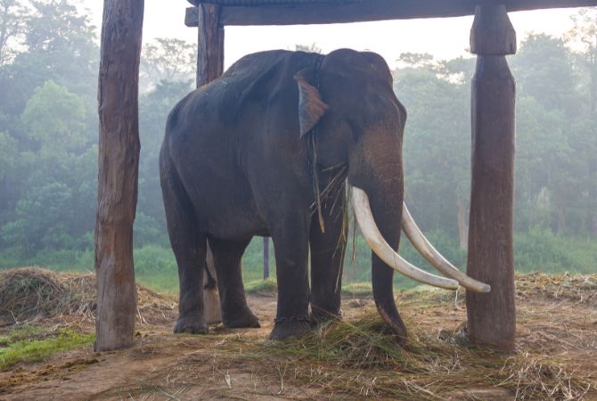 02/15 奇旺 - 全日皇家奇旺野生國家公園生態之旅 (賞鳥、叢林芬多精漫步、大象 撫育中心)